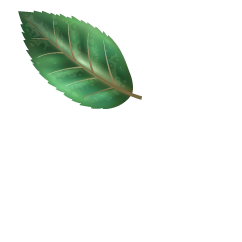 leaf